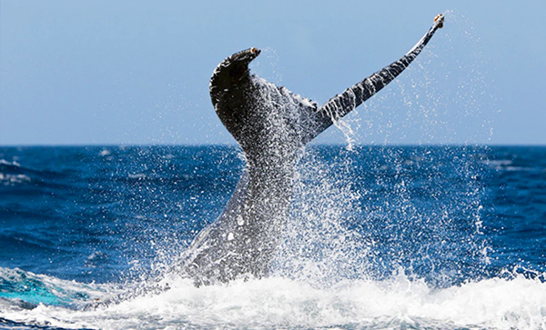 Whale Watching St Lucia